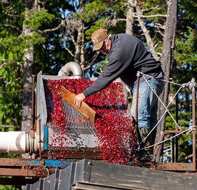 Cranberry Worker